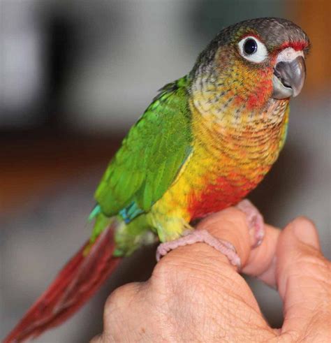 male green cheek conure|green cheek conure mating behavior.